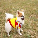 张扬
